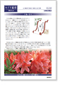 セイワ通信 vol.252