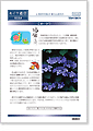 セイワ通信 vol.241